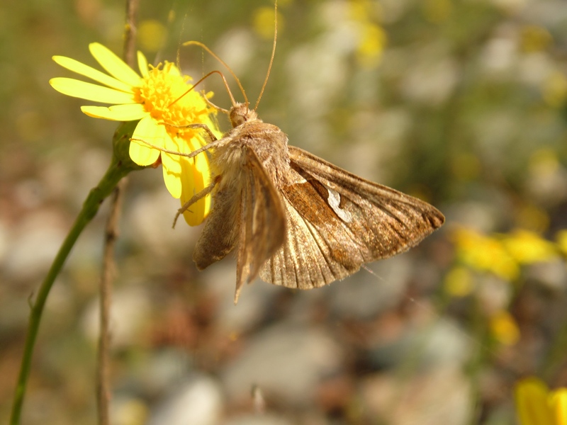 Noctuidae da identificare